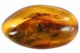 mm Fossil Cockroach (Blattoidea) In Baltic Amber - Rare! #123395-1